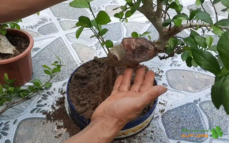 cac-buoc-chiet-canh-cay-duoi-ban-re-nhanh-klpt