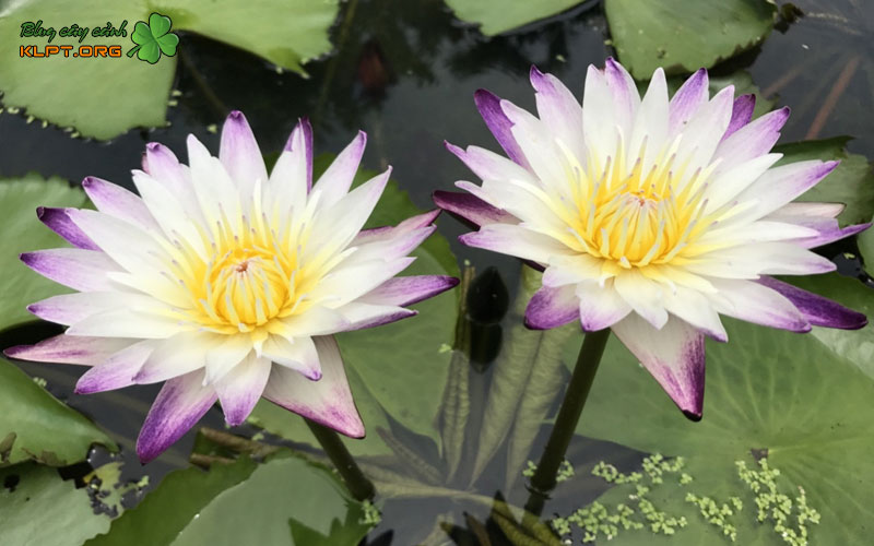 cac-phuong-phap-nhan-giong-hoa-sung-pho-bien-klpt