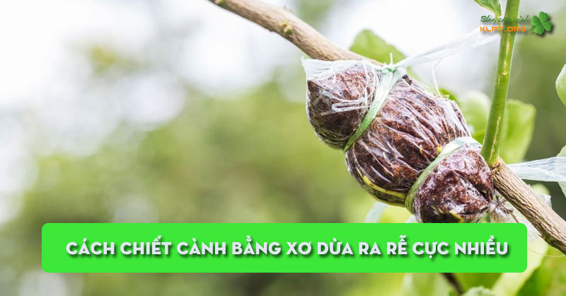 cach-chiet-canh-bang-xo-dua-ra-re-cuc-nhieu-klpt