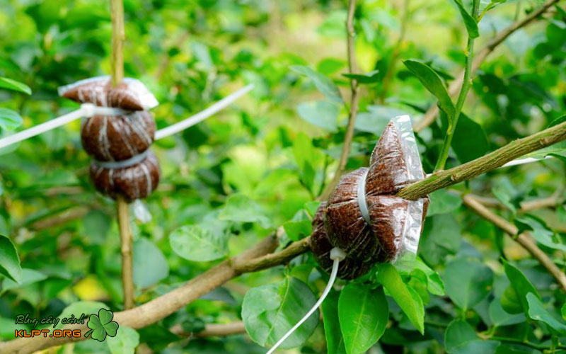 cach-chon-canh-duoi-de-chiet-klpt