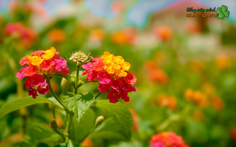 cach-giam-canh-cay-hoa-ngu-sac-tram-oi-1-klpt