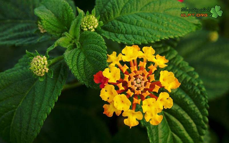 cach-giam-canh-cay-hoa-ngu-sac-tram-oi-2-klpt