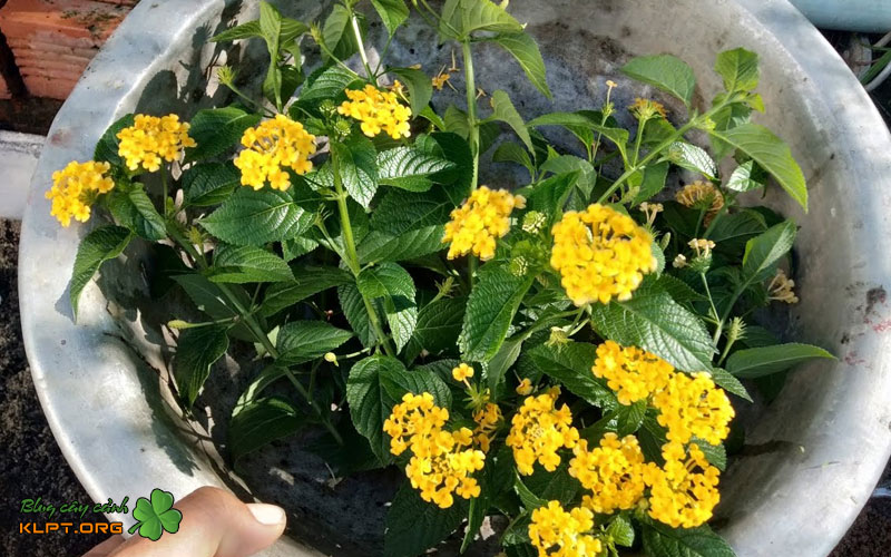 cach-giam-canh-cay-hoa-ngu-sac-tram-oi-klpt