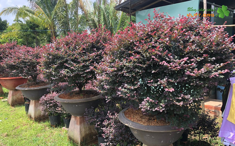 cach-giam-canh-cay-hong-phung-dung-ky-thuat-1-klpt