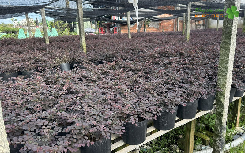 cach-giam-canh-cay-hong-phung-dung-ky-thuat-klpt