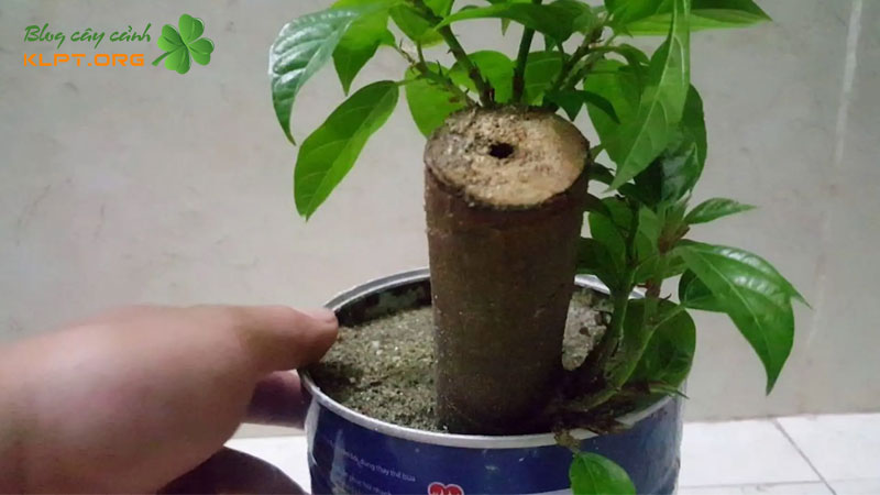 cach-giam-canh-cay-sung-klpt