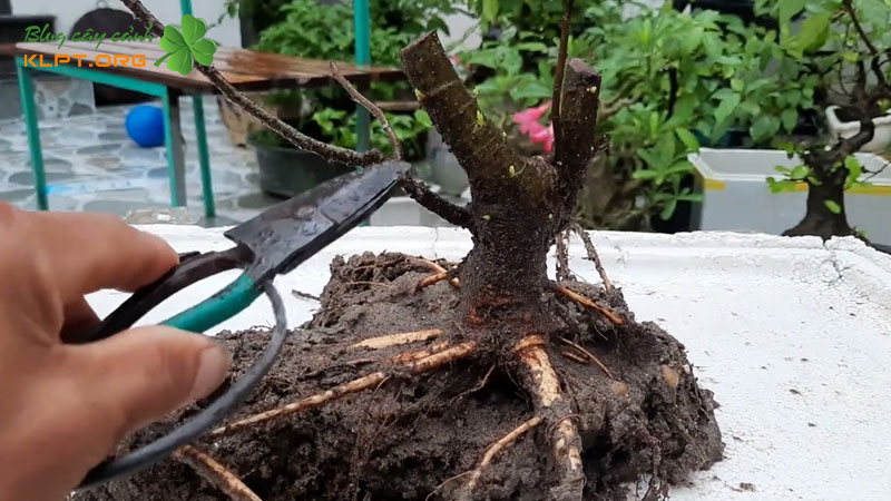 cach-giam-canh-cay-sung-klpt