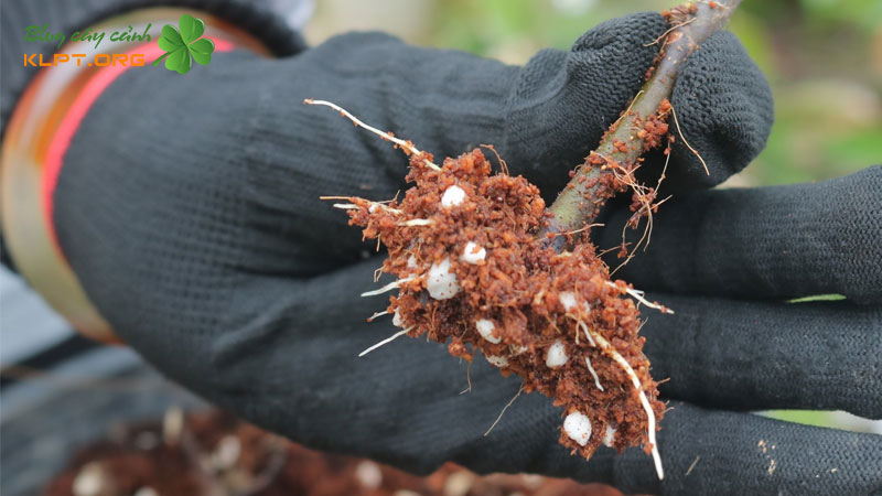 cach-giam-canh-cay-sung-klpt