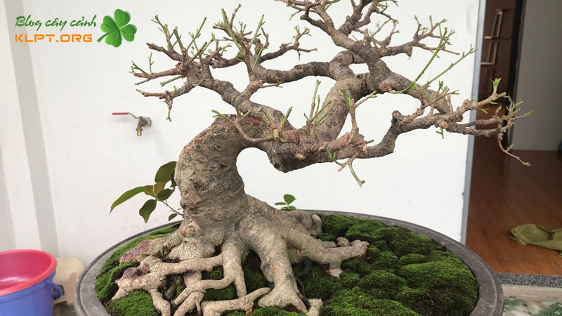 cach-giam-canh-cay-sung-klpt