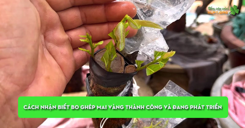 cach-nhan-biet-bo-ghep-mai-vang-thanh-cong-va-dang-phat-trien-klpt