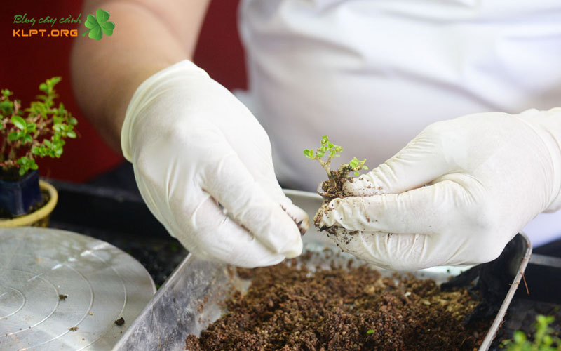 cach-nhan-giong-cay-linh-sam-bang-cach-giam-canh-1-klpt