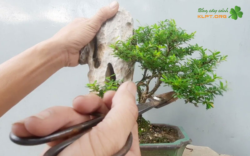 cach-nhan-giong-cay-linh-sam-bang-cach-giam-canh-klpt