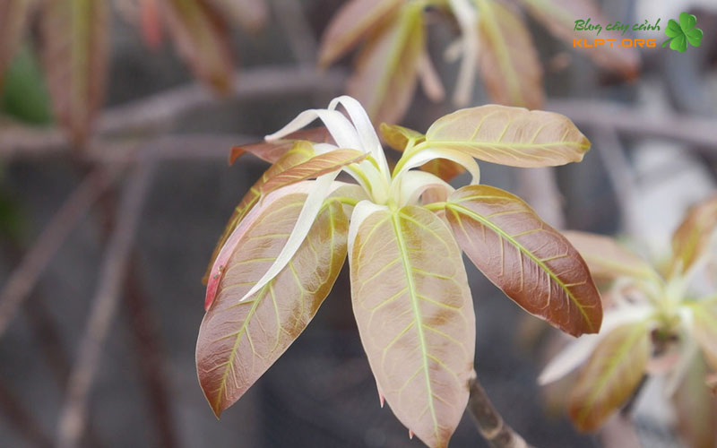 cach-phan-biet-cay-tuc-va-cay-sop-qua-cac-dac-diem-hinh-thai-1-klpt