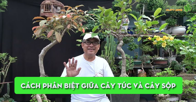 cach-phan-biet-giua-cay-tuc-va-cay-sop-klpt