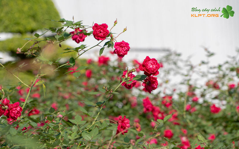 cach-phan-biet-hong-co-hue-voi-hong-que-va-que-son-1-klpt