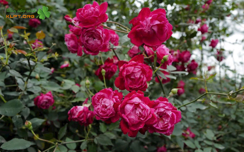 cach-phan-biet-hong-co-hue-voi-hong-que-va-que-son-klpt