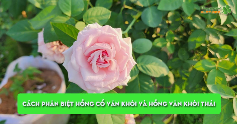 cach-phan-biet-hong-co-van-khoi-va-hong-van-khoi-thai-klpt