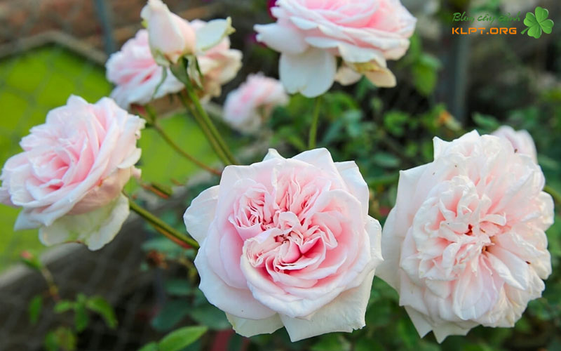 cach-phan-biet-qua-hinh-thai-hoa-va-nu-klpt