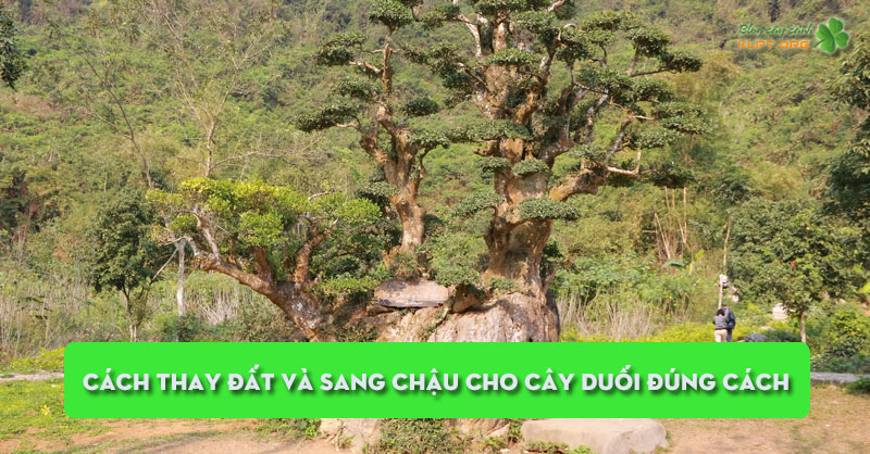 cach-thay-dat-va-sang-chau-cho-cay-duoi-dung-cach-klpt