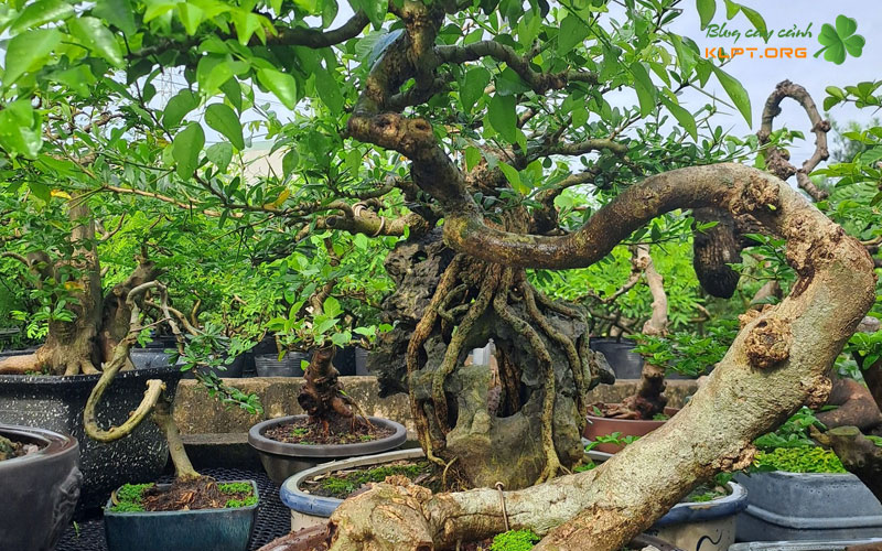 cay-trac-nghe-khac-trac-day-nhu-the-nao-1-klpt