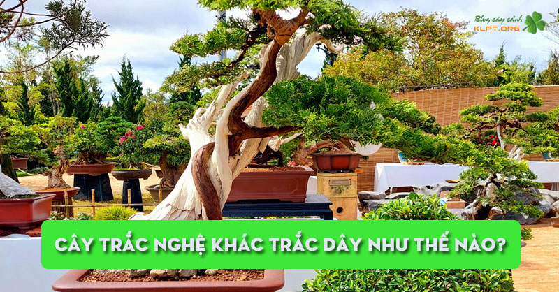 cay-trac-nghe-khac-trac-day-nhu-the-nao-klpt