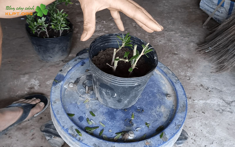 cham-soc-sau-khi-giam-canh-klpt