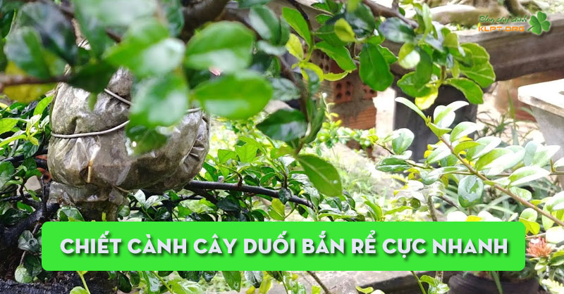 chiet-canh-cay-duoi-ban-re-cuc-nhanh-klpt