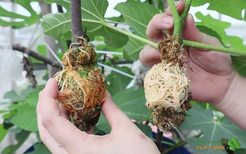 chon-canh-va-thoi-diem-chiet-phu-hop-klpt