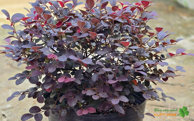 chuan-bi-dung-cu-va-vat-tu-can-thiet-klpt