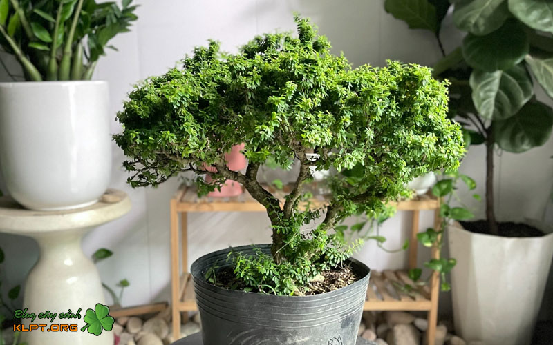 chuan-bi-gia-the-va-dung-cu-giam-canh-klpt