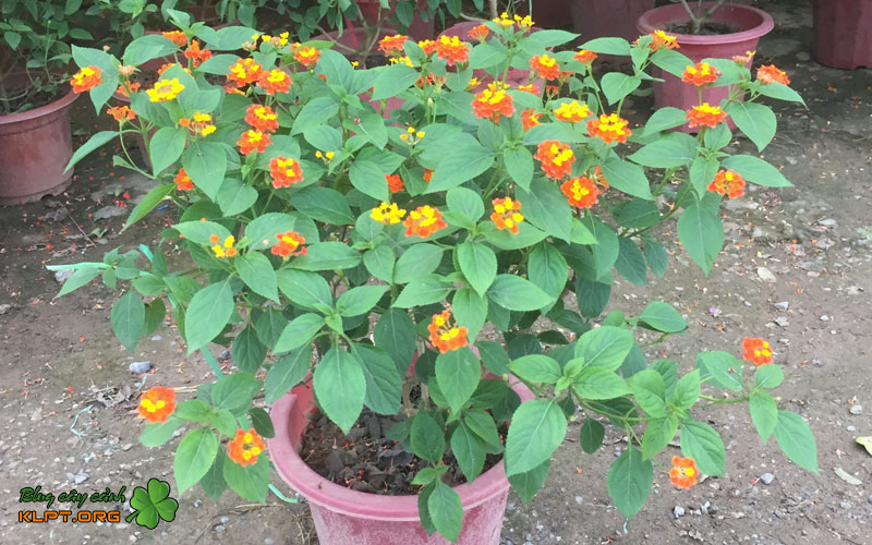 chuan-bi-truoc-khi-giam-canh-1-klpt