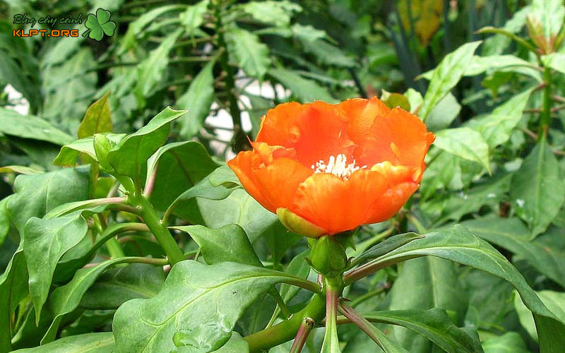 cong-dung-noi-bat-cua-xuong-rong-diep-long-klpt