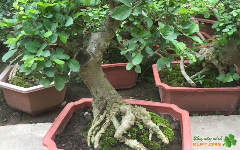 cong-tac-chuan-bi-va-thoi-diem-danh-cay-ly-tuong-klpt