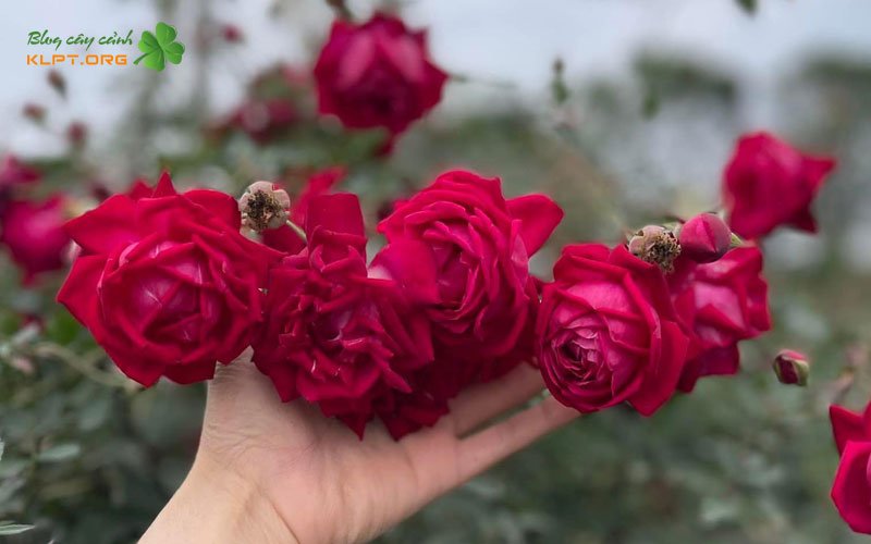 dac-diem-cua-hoa-hong-co-hue-1-klpt