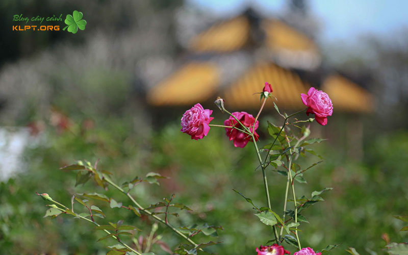 dac-diem-cua-hoa-hong-co-hue-klpt