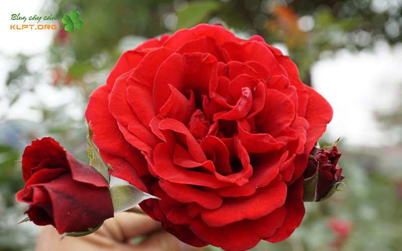 dac-diem-cua-hong-que-va-que-son-1-klpt