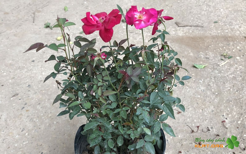 dac-diem-cua-hong-que-va-que-son-klpt