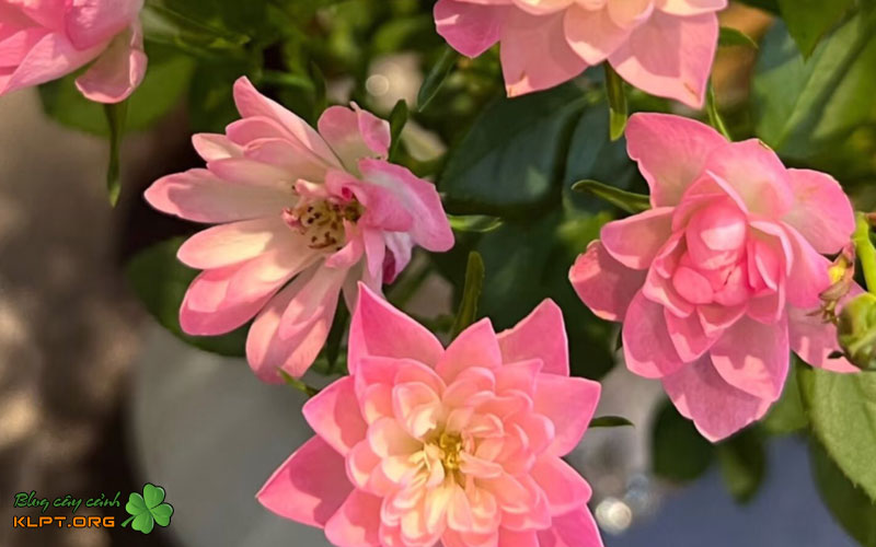 dac-diem-hinh-thai-chi-tiet-cua-hong-lotus-star-klpt