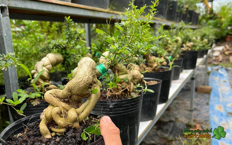 dac-tinh-sinh-hoc-cua-cay-linh-sam-khi-giam-canh-klpt