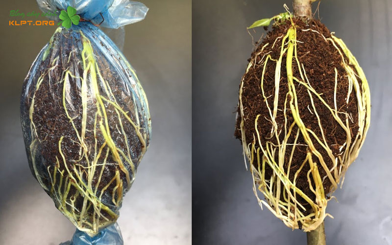 hieu-ro-ve-ky-thuat-chiet-canh-klpt