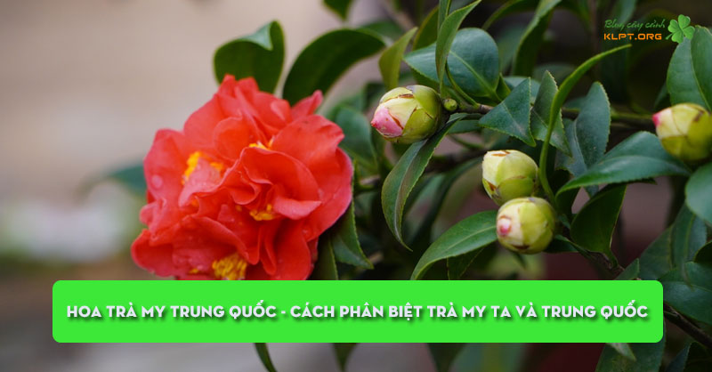 hoa-tra-my-trung-quoc-cach-phan-biet-tra-my-ta-va-trung-quoc-klpt