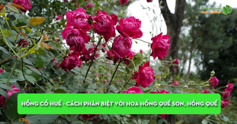 hong-co-hue-cach-phan-biet-voi-hoa-hong-que-son-hong-que-klpt