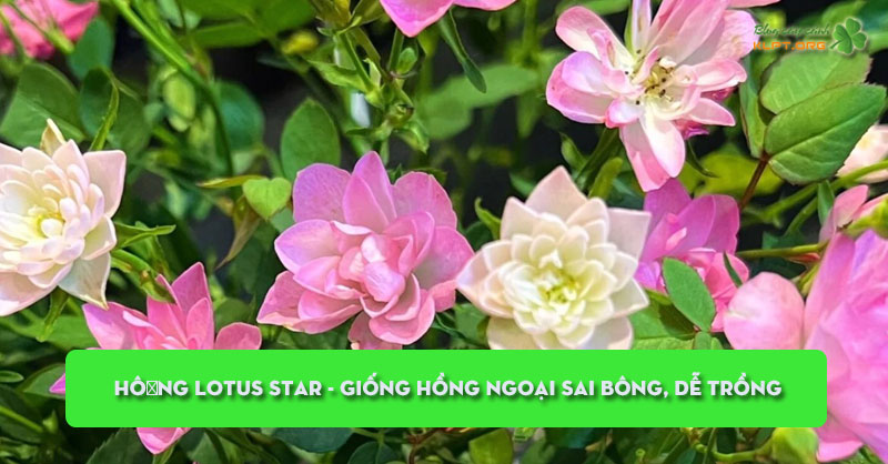 hong-lotus-star-giong-hong-ngoai-sai-bong-de-trong-klpt