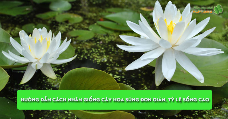 huong-dan-cach-nhan-giong-cay-hoa-sung-don-gian-ty-le-song-cao-klpt