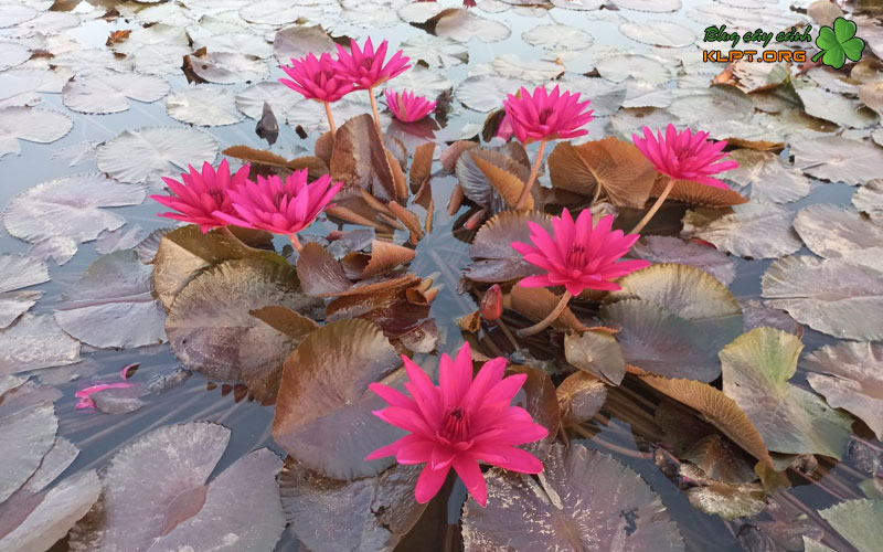 huong-dan-chi-tiet-cach-nhan-giong-hoa-sung-bang-cu-klpt