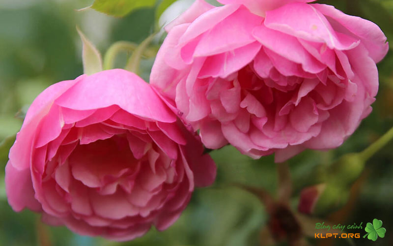 huong-thom-va-do-ben-cua-hoa-klpt