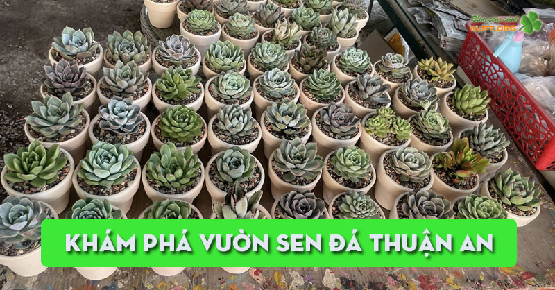 kham-pha-vuon-sen-da-thuan-an-tai-208-cmt8-binh-duong-klpt