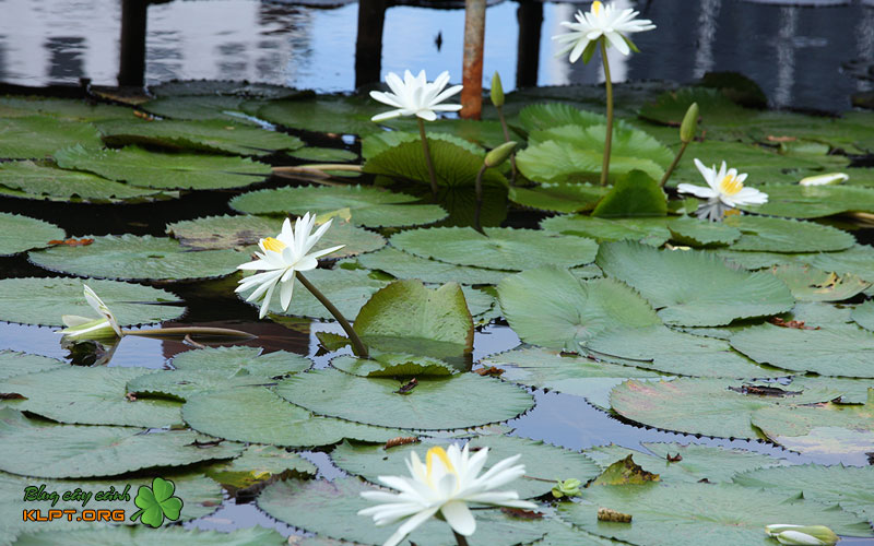 kinh-nghiem-giup-hoa-sung-nhanh-phat-trien-va-ra-hoa-1-klpt