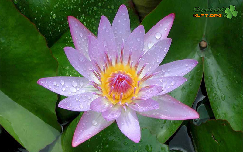 kinh-nghiem-giup-hoa-sung-nhanh-phat-trien-va-ra-hoa-klpt