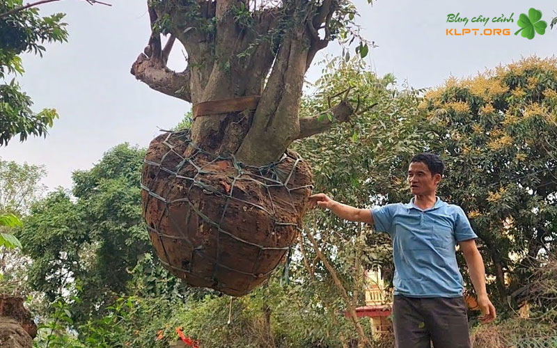 ky-thuat-dao-bau-va-xu-ly-bo-re-tai-cho-klpt